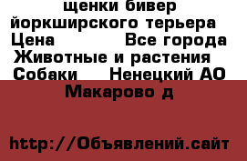 щенки бивер йоркширского терьера › Цена ­ 8 000 - Все города Животные и растения » Собаки   . Ненецкий АО,Макарово д.